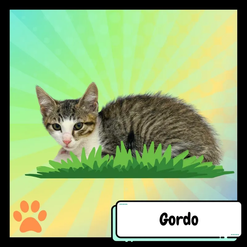 Gordo  The Elephant thumbnail 3