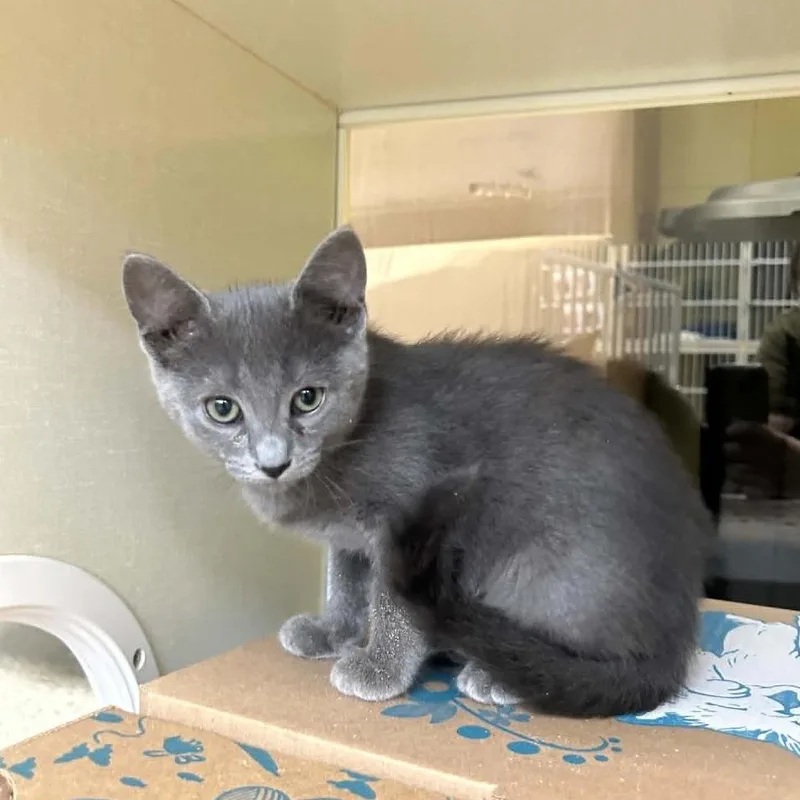 A baby small-sized female Gray / Blue / Silver Domestic Short Hair cat named Olympia for adoption in West Olive, MI