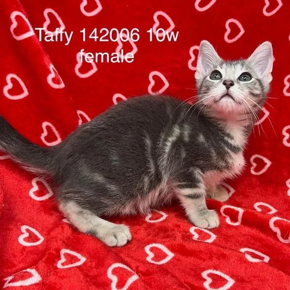 A baby small-sized female Domestic Short Hair cat named Taffy for adoption in New Tazewell, TN