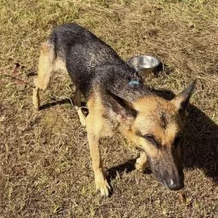 A senior large-sized female Black German Shepherd Dog named Xena for adoption in New Ringgold, PA