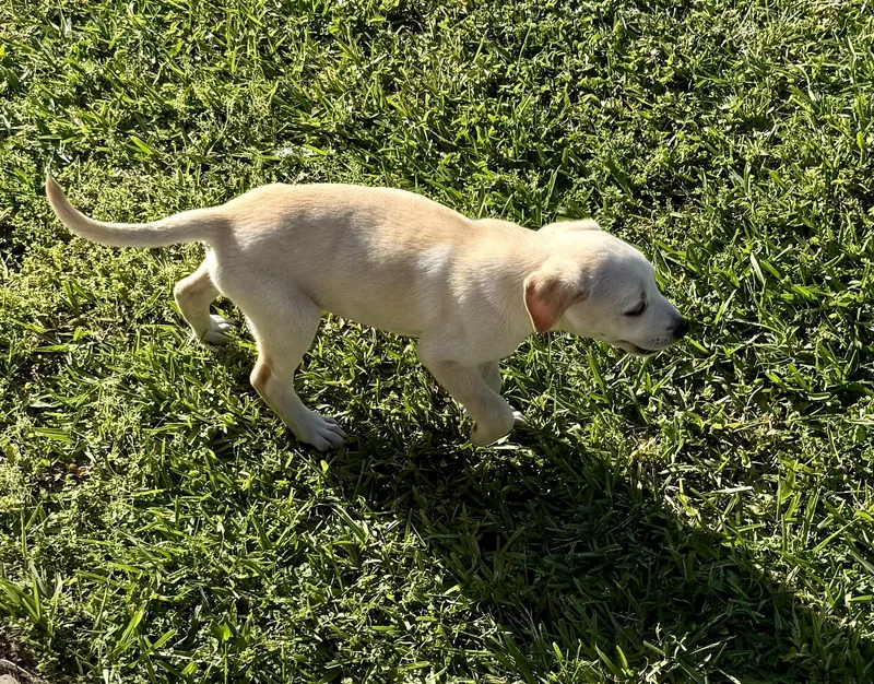 Shy Puppy Girl Labrador