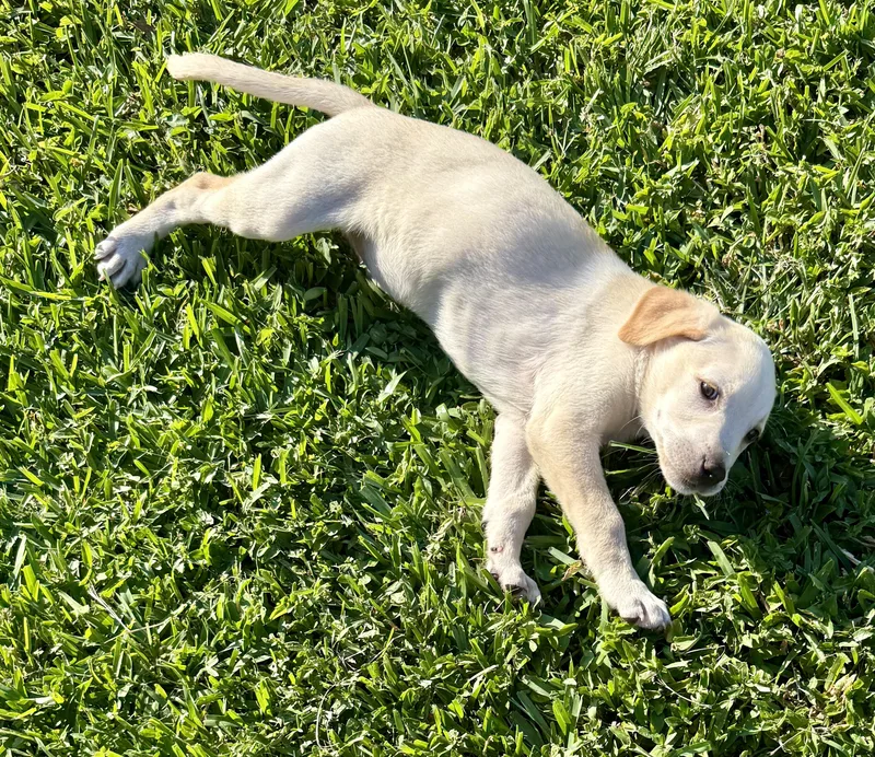 Shy Puppy Girl Labrador thumbnail 2