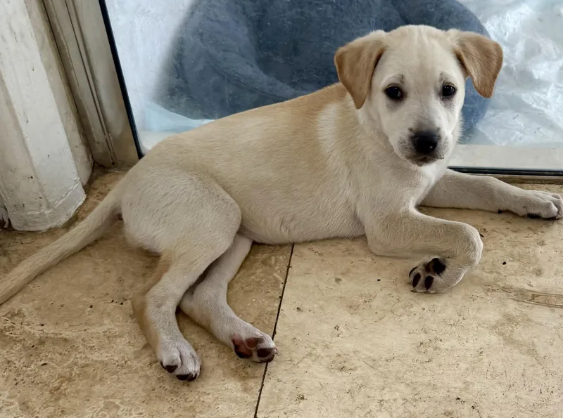 Shy Puppy Girl Labrador thumbnail 3
