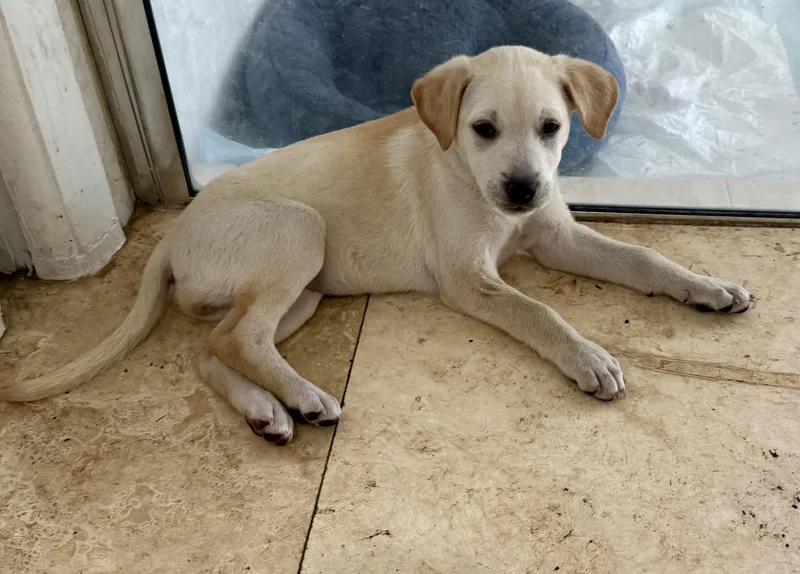 Shy Puppy Girl Labrador thumbnail 4