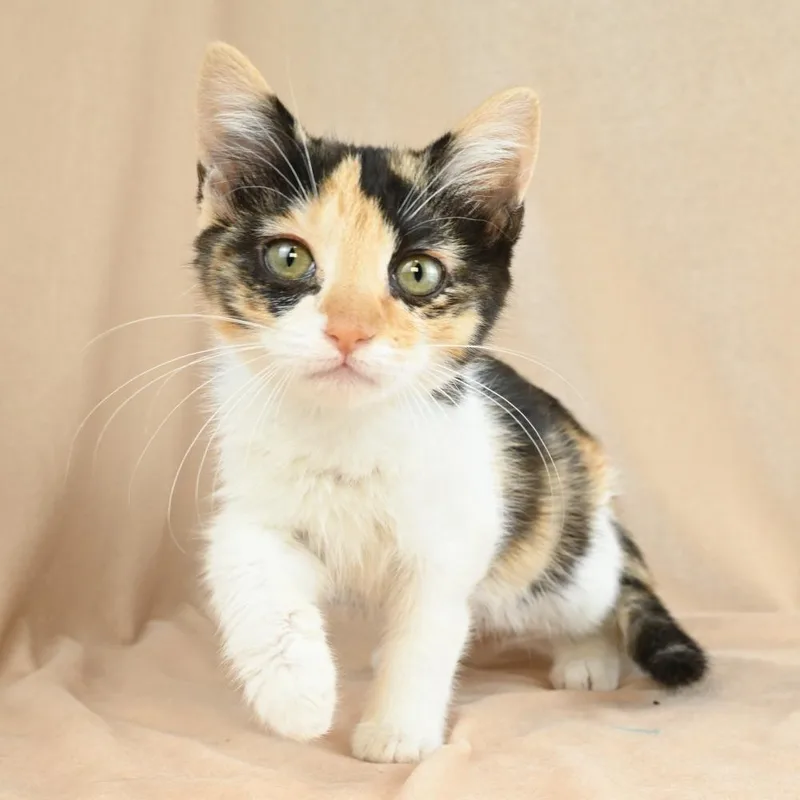 A baby small-sized female Calico Domestic Short Hair cat named Lucy for adoption in Mobile, AL