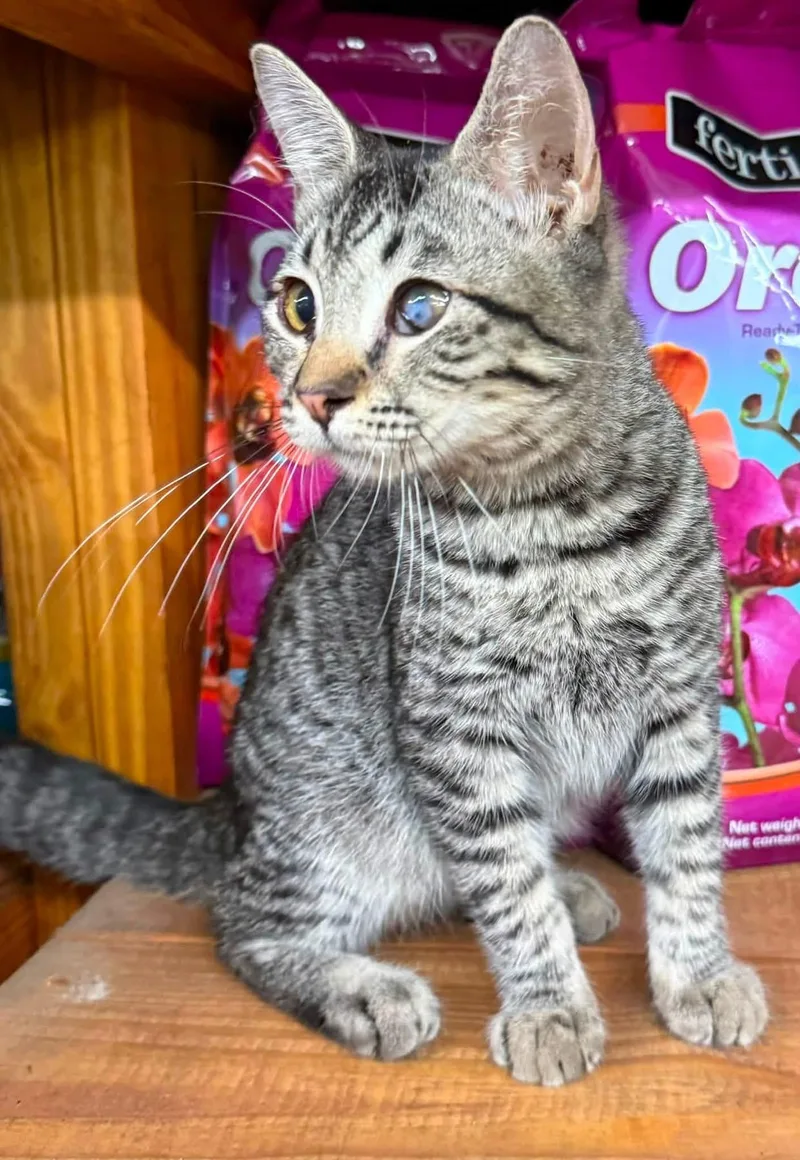 A baby small-sized male Tabby (Brown / Chocolate) Tabby cat named Homie D for adoption in Jackson, GA