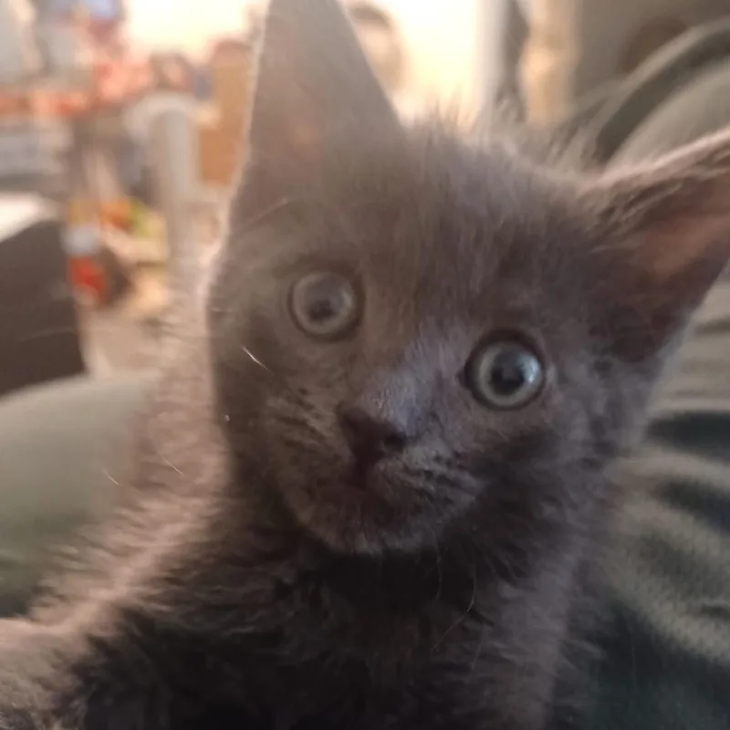 A baby small-sized female Gray / Blue / Silver Domestic Short Hair cat named S Litter  Sienna for adoption in Washington, DC