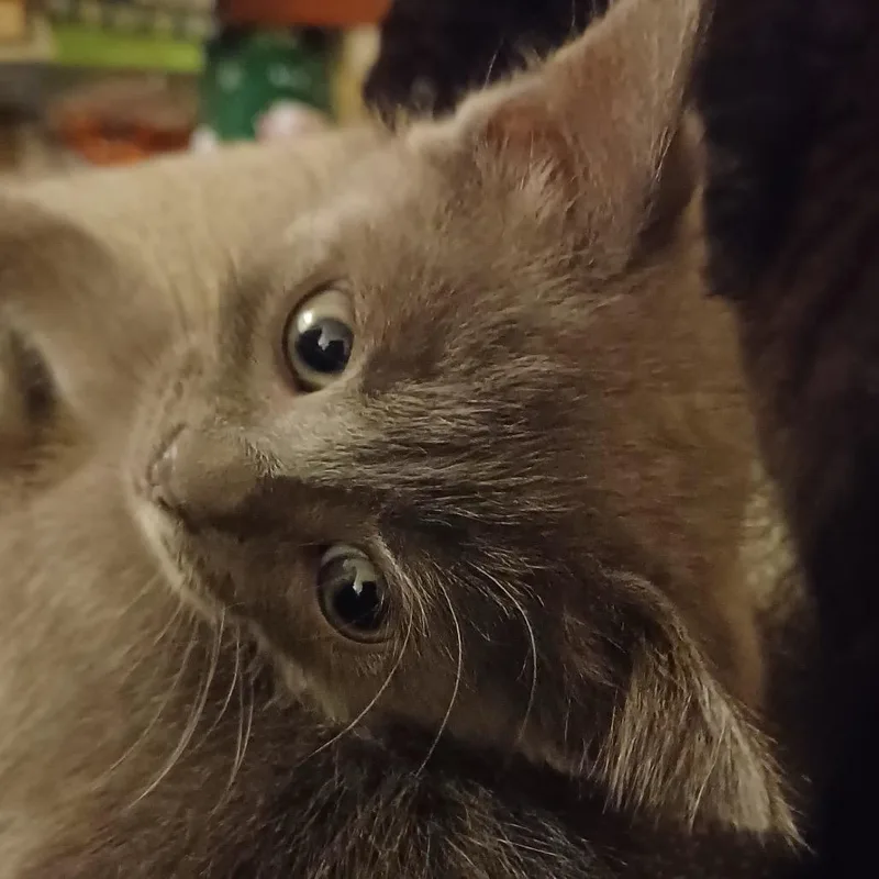 S Litter  Sienna thumbnail 2
