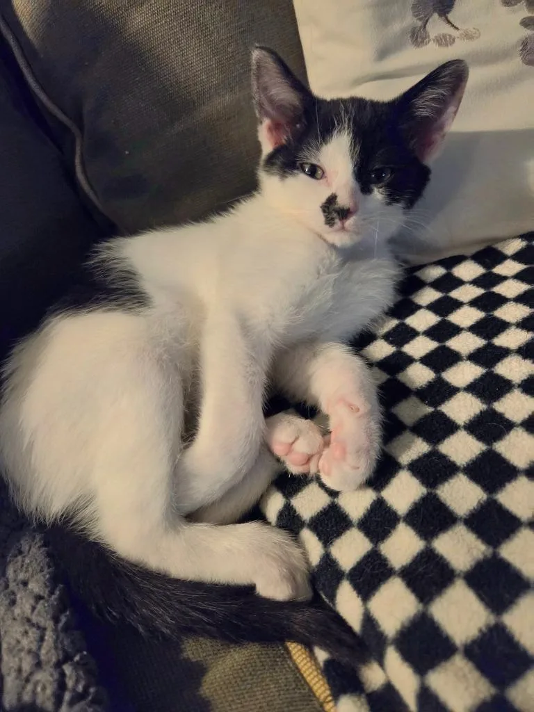 A baby small-sized female Domestic Short Hair cat named Rogue for adoption in Liverpool, NY