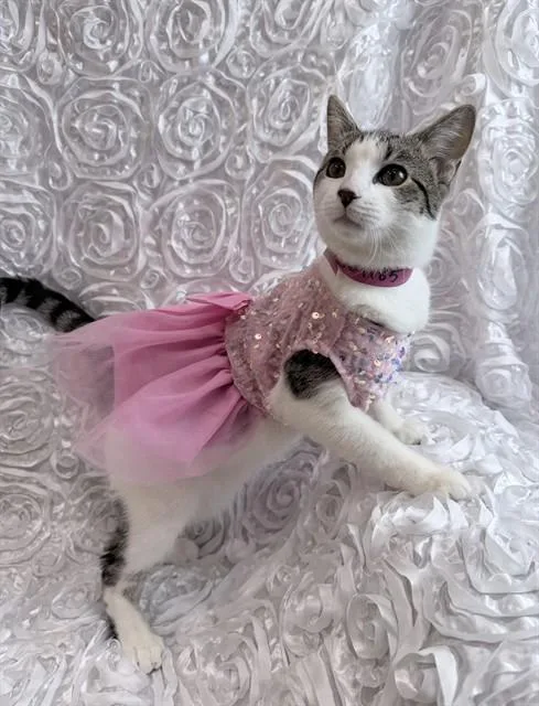 A young medium-sized female Domestic Short Hair cat named Chalta for adoption in Upper Marlboro, MD