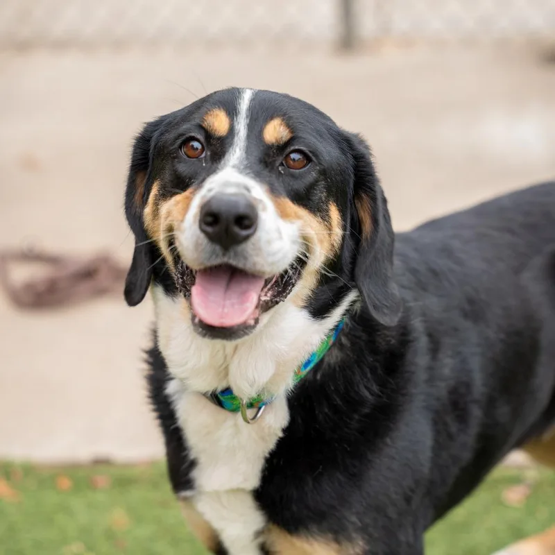 An adult medium-sized female Black Bernese Mountain Dog dog named Mae for adoption in Gainesville, GA
