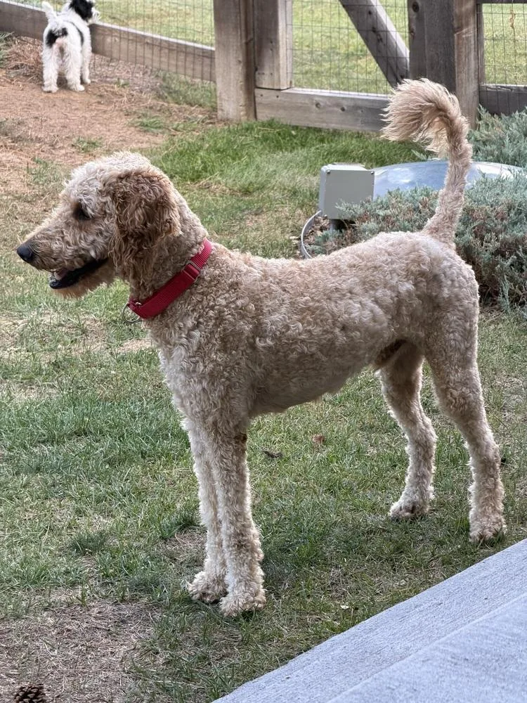 An adult large-sized male Goldendoodle dog named Snickers for adoption in Aurora, CO