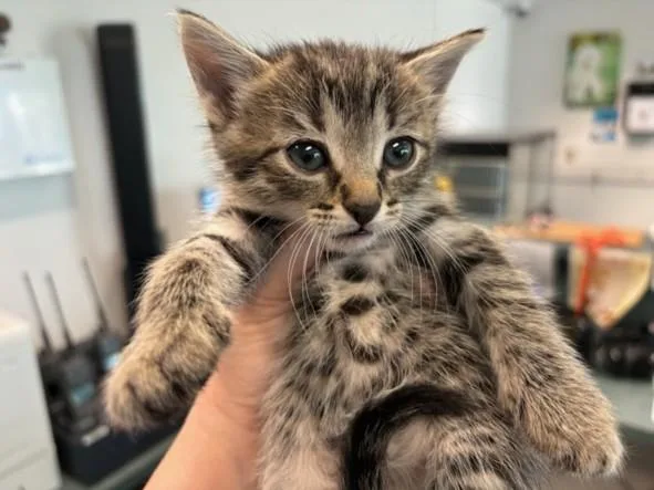 A baby medium-sized female Domestic Short Hair cat named Ruthie for adoption in Los Angeles, CA