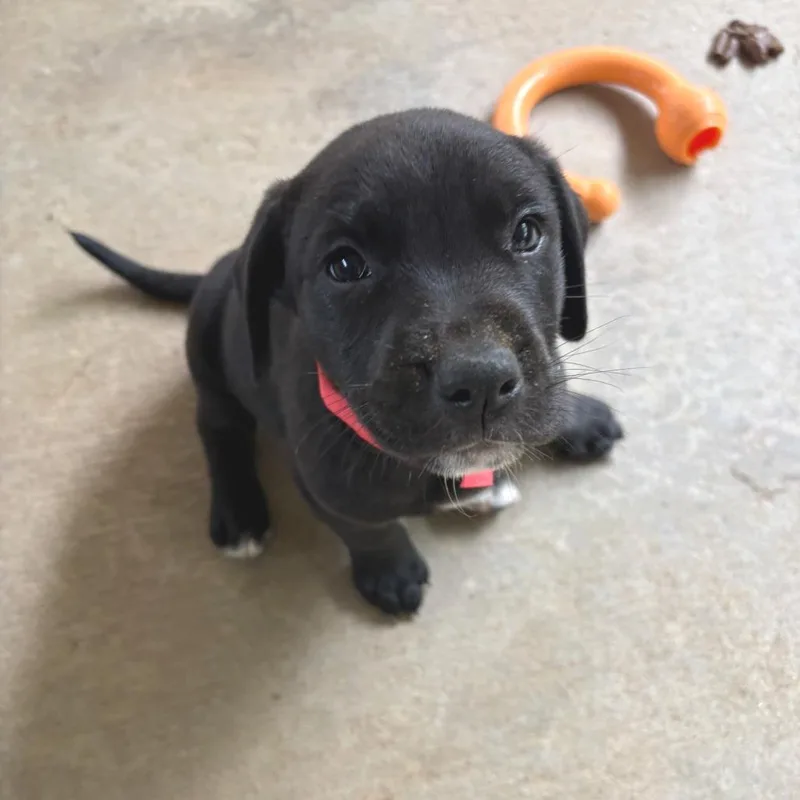 A baby small-sized male Black Mixed Breed dog named Sprout for adoption in Hamilton, GA