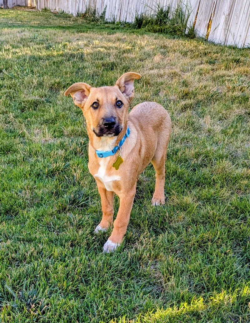 A baby large-sized male Cattle Dog dog named Asher Cole for adoption in Salt Lake City, UT