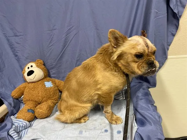 An adult small-sized male French Bulldog dog named Chewy for adoption in Modesto, CA