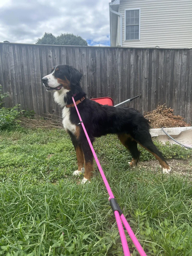 A young extra large-sized female Bernese Mountain Dog dog named Lilah for adoption in Stephens City, VA