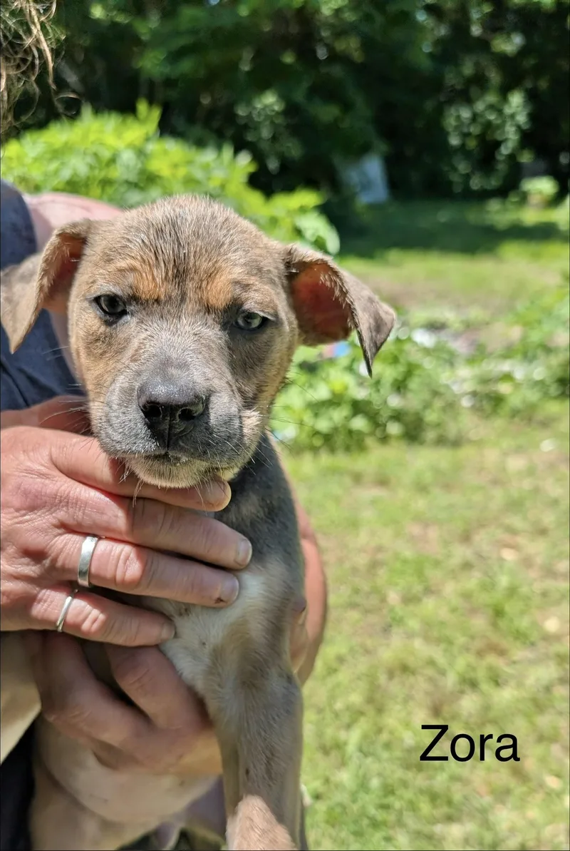 A baby medium-sized female Shepherd dog named Zora for adoption in Manchester, CT