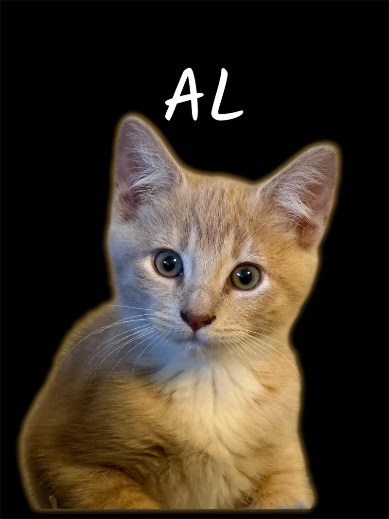 A baby small-sized male Tabby (Buff / Tan / Fawn) Domestic Short Hair cat named Al for adoption in Auburn, CA