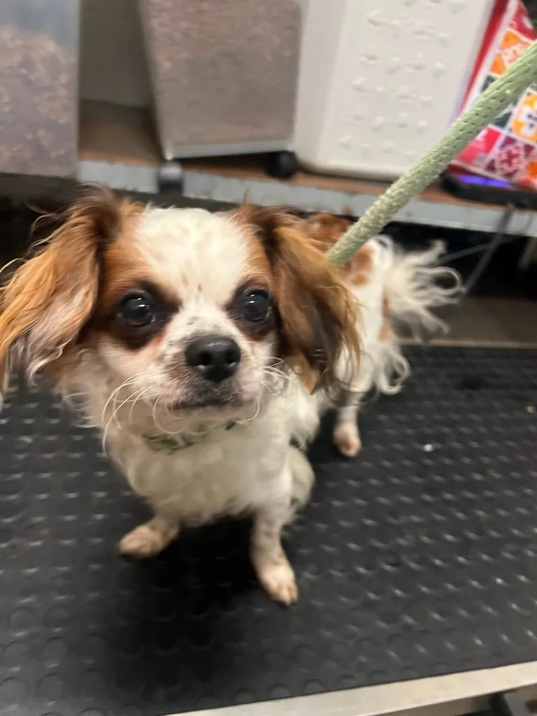A young medium-sized male Cavalier King Charles Spaniel dog named Chucky for adoption in Pomona, NY