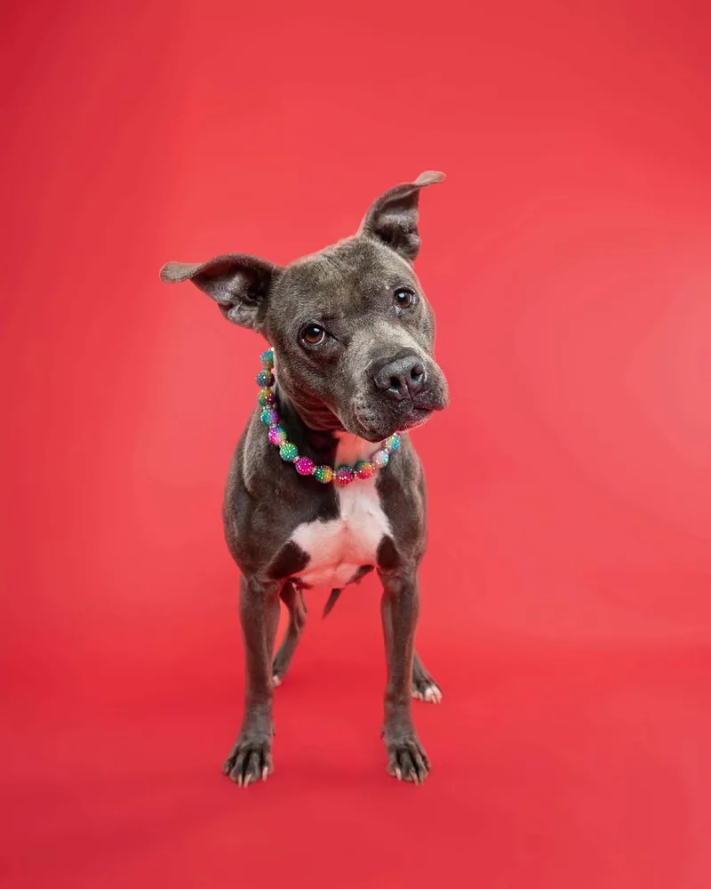 Blueberry Toaster Strudel