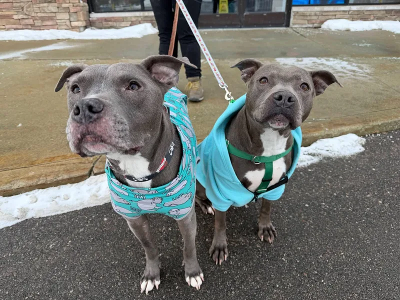 Blueberry Toaster Strudel thumbnail 2