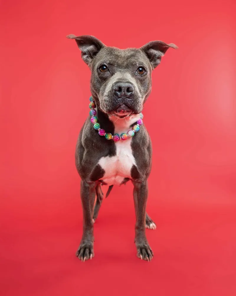 Blueberry Toaster Strudel thumbnail 4