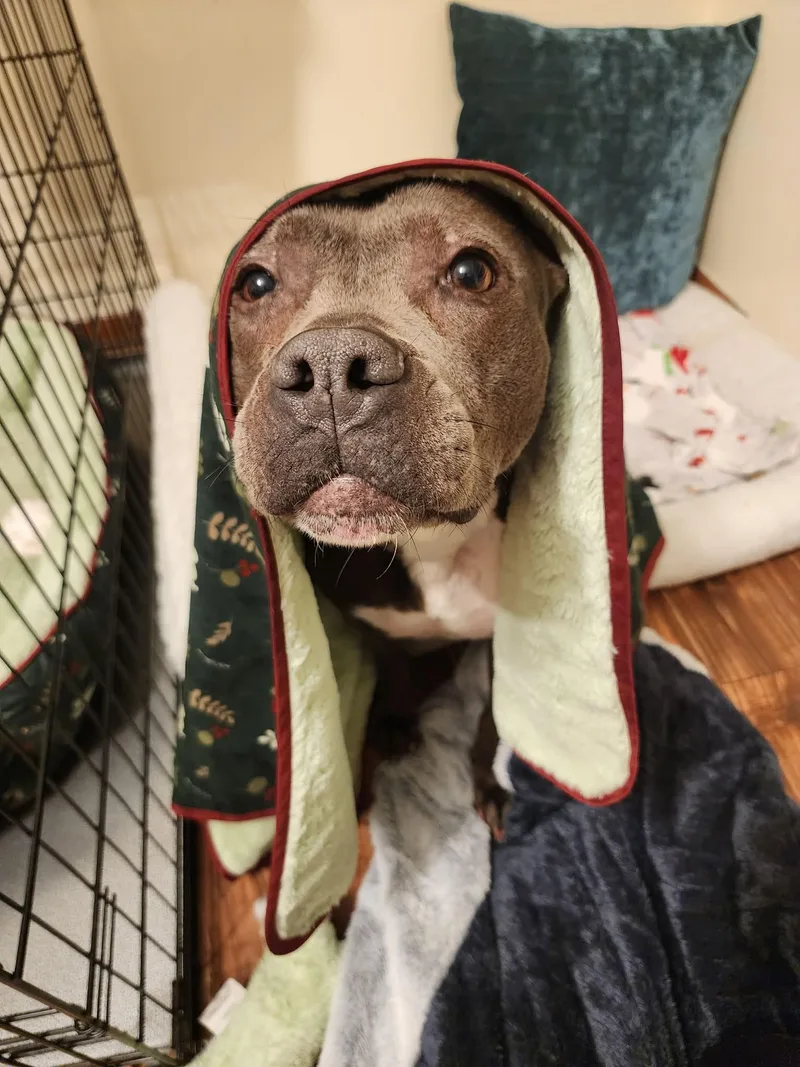 Blueberry Toaster Strudel thumbnail 5