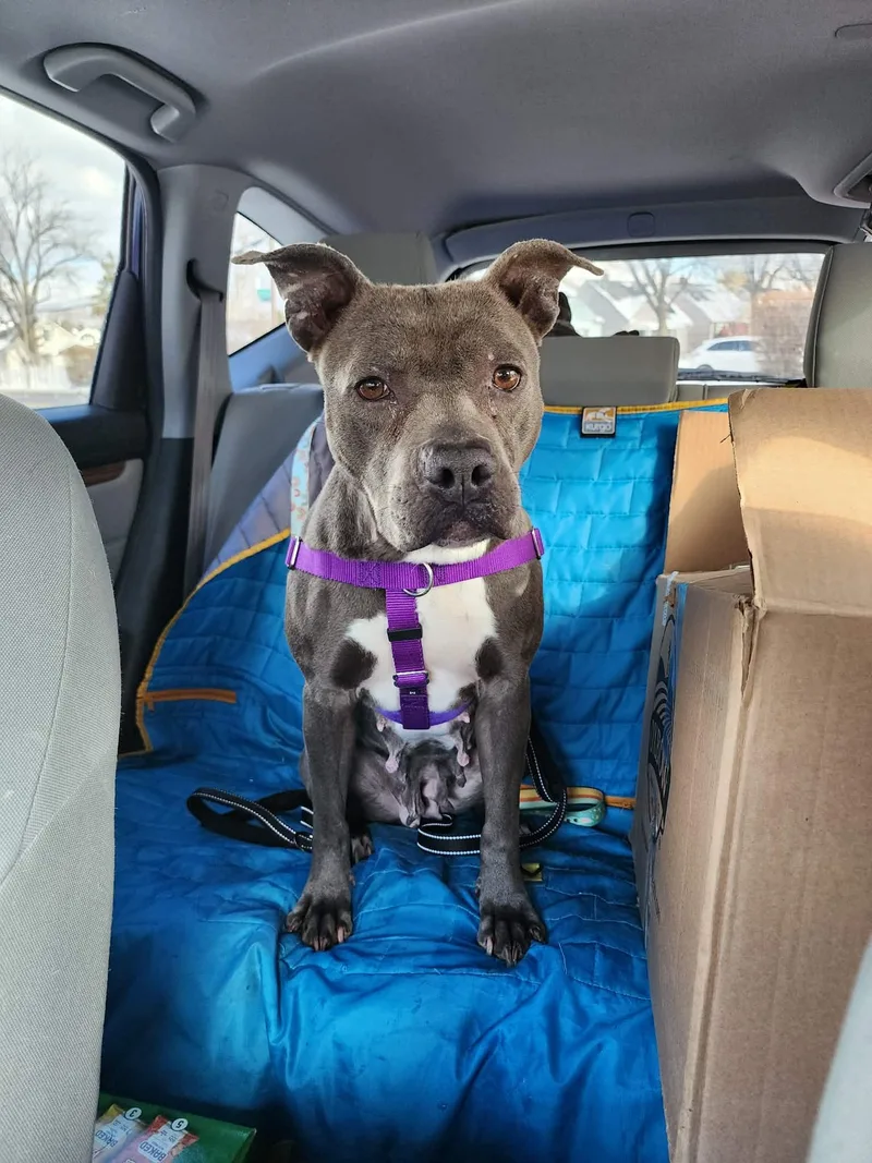 Blueberry Toaster Strudel thumbnail 6