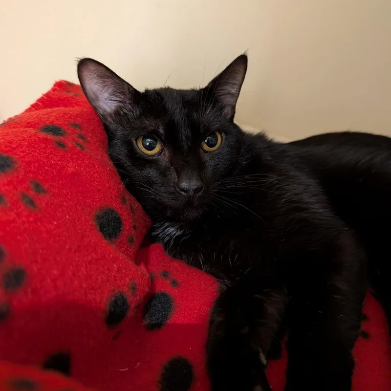 Thursday thumbnail 4