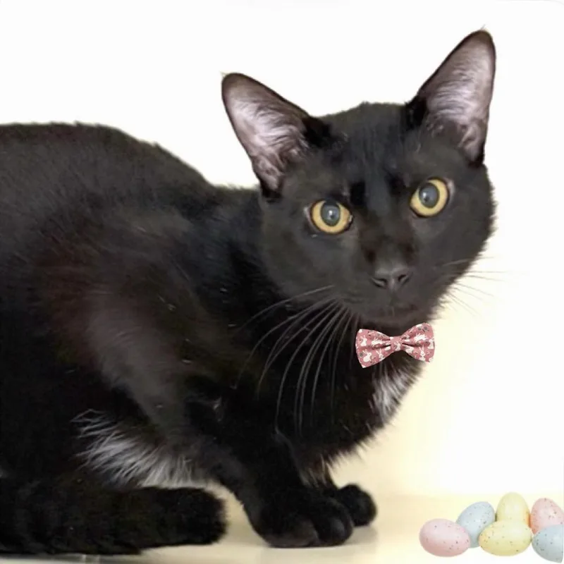 Thursday thumbnail 5