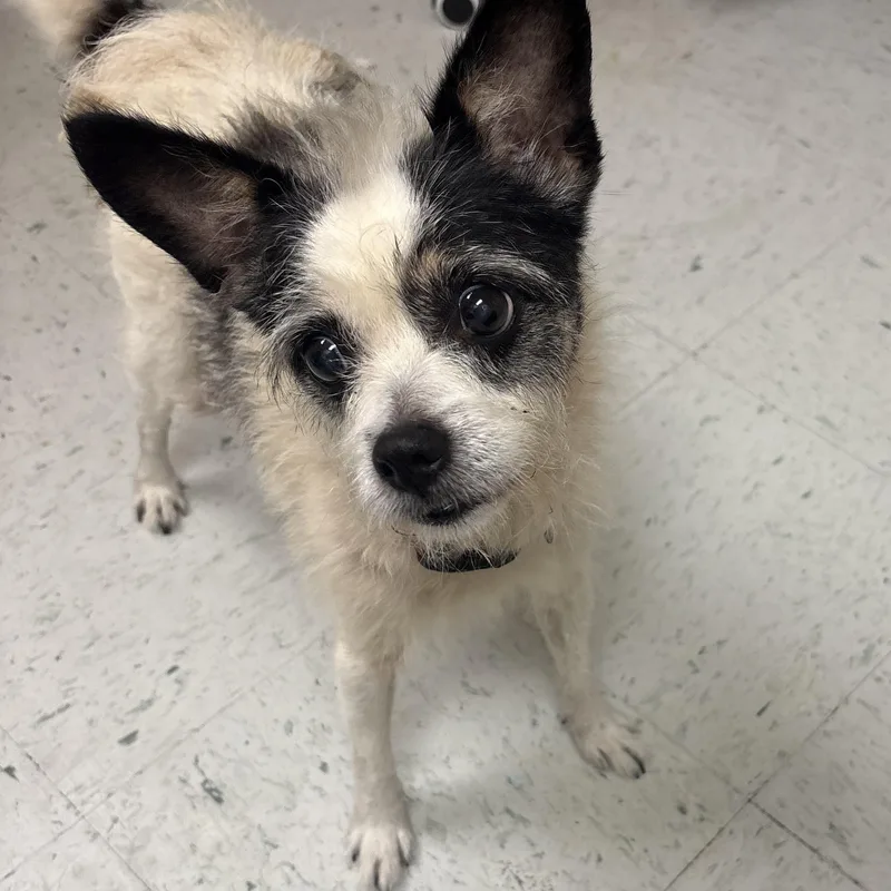 An adult small-sized female Cairn Terrier dog named Zap for adoption in Bardstown, KY