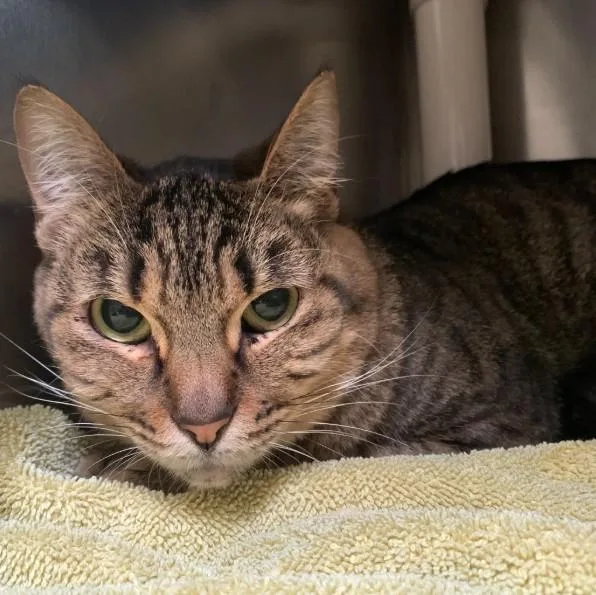 An adult small-sized female Domestic Short Hair cat named Kirby for adoption in Alameda, CA