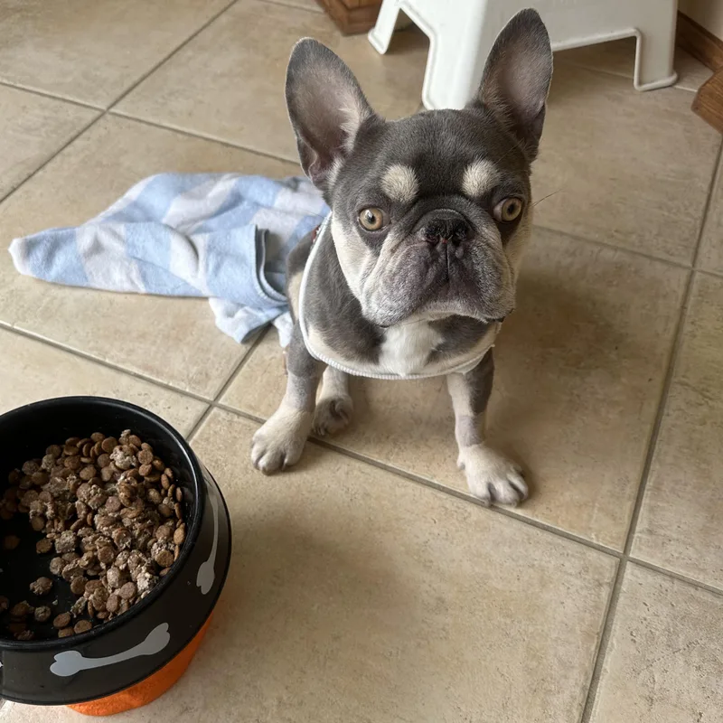 Chancho thumbnail 4