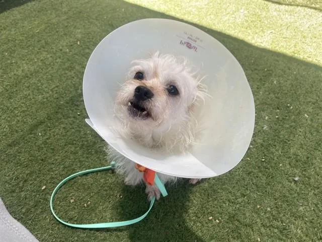 An adult small-sized male Cairn Terrier dog named Cheese for adoption in Phoenix, AZ
