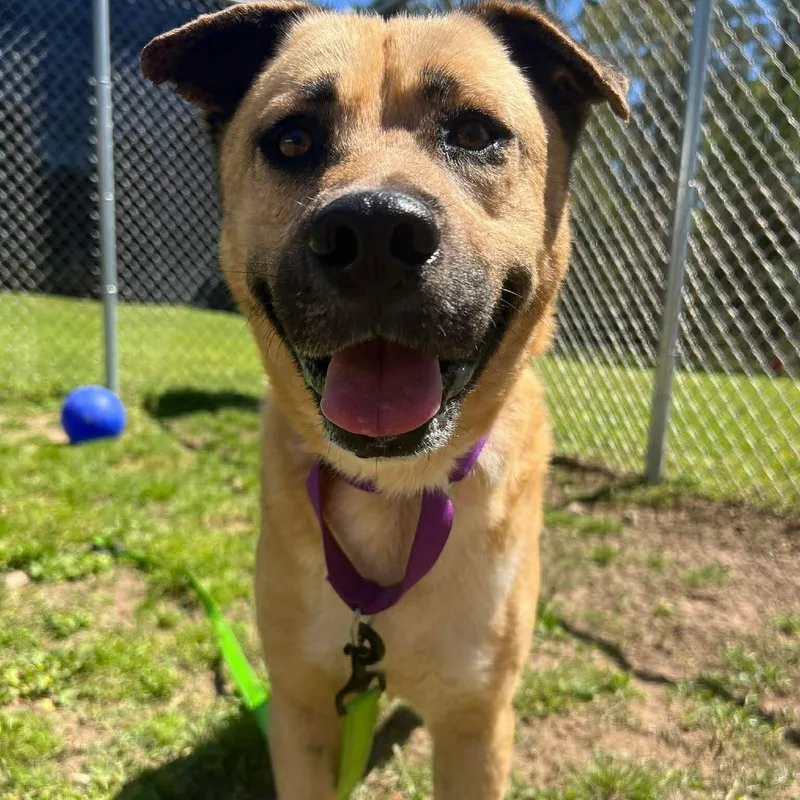 An adult medium-sized male Golden Labrador Retriever dog named Thatcher for adoption in Spring, TX