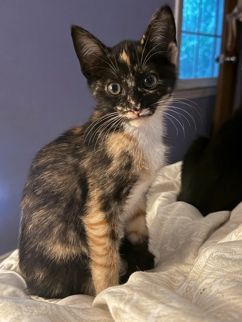 A baby small-sized female Tortoiseshell cat named Hazel for adoption in Charlotte, NC