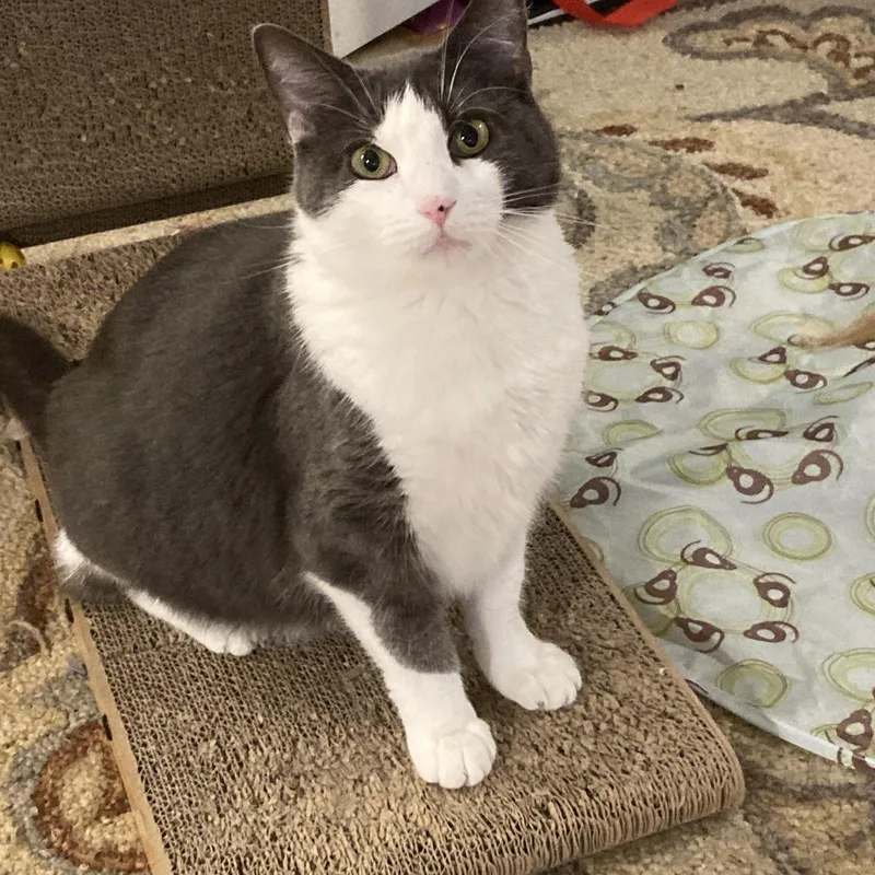 An adult medium-sized male Gray / Blue / Silver Domestic Short Hair cat named Meowlin Brando & Madison for adoption in Bronx, NY