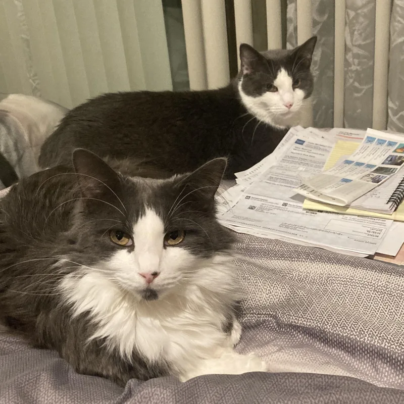 Meowlin Brando & Madison thumbnail 3