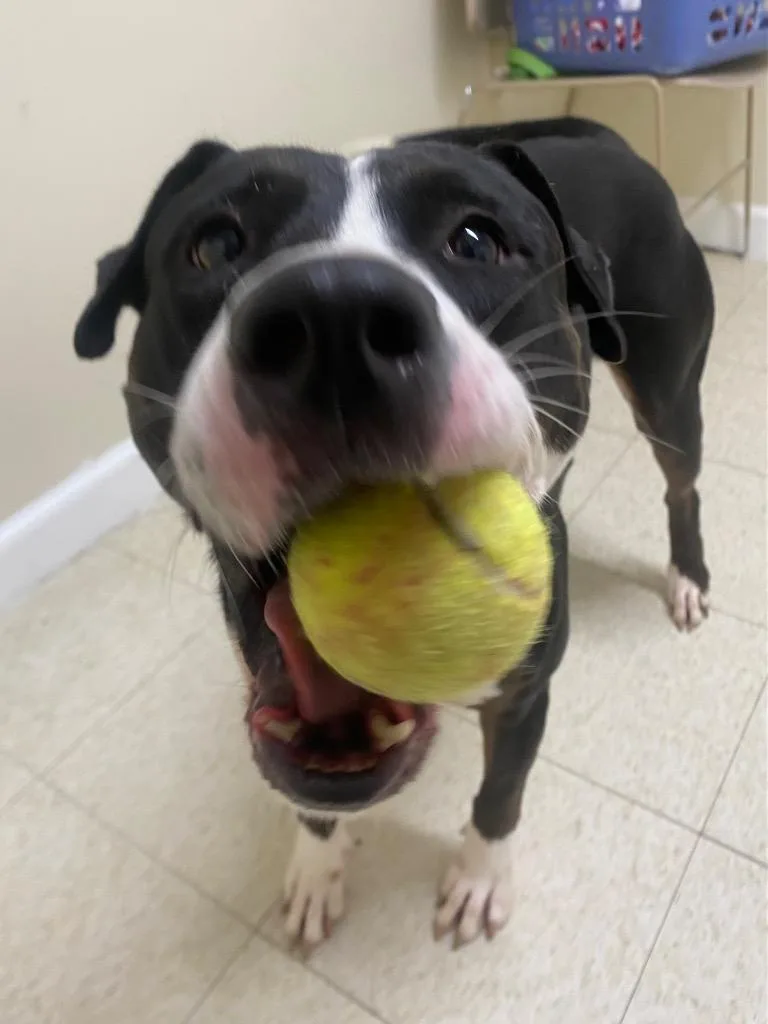 A young medium-sized female Labrador Retriever dog named Button for adoption in Fall River, MA