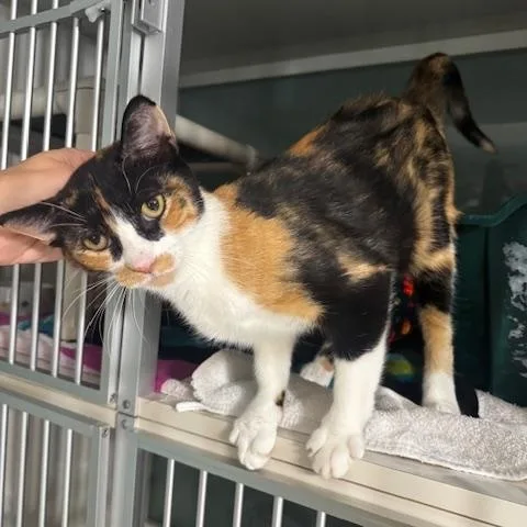 An adult medium-sized female Calico cat named Garcia for adoption in Hutchinson, MN
