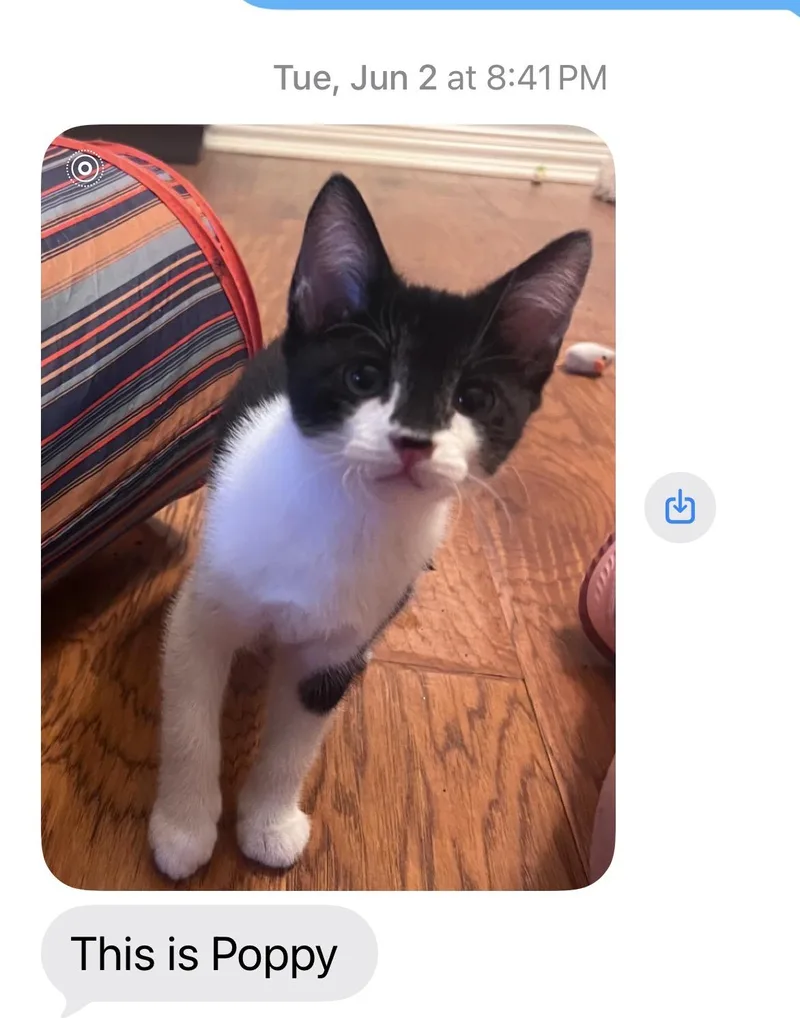 A baby medium-sized female Domestic Short Hair cat named Poppy for adoption in Austin, TX