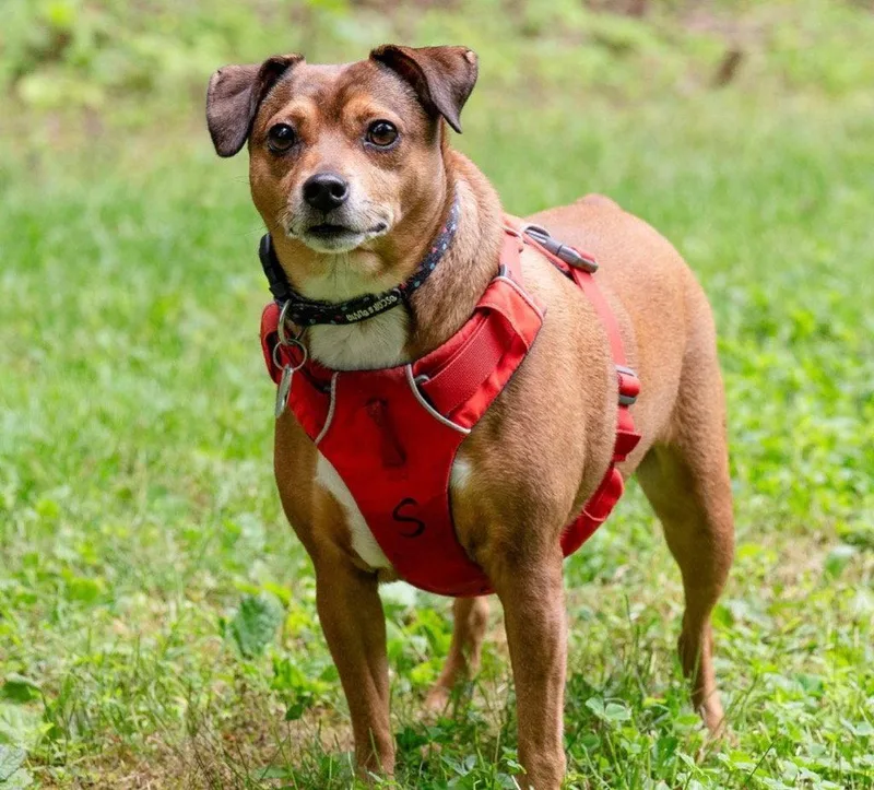 An adult small-sized female Chihuahua dog named April for adoption in Ellijay, GA