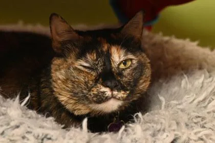 An adult medium-sized female Domestic Short Hair cat named Athena for adoption in Baton Rouge, LA