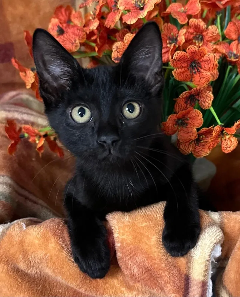 A baby small-sized female Manx cat named Cedar for adoption in Stillwater, OK