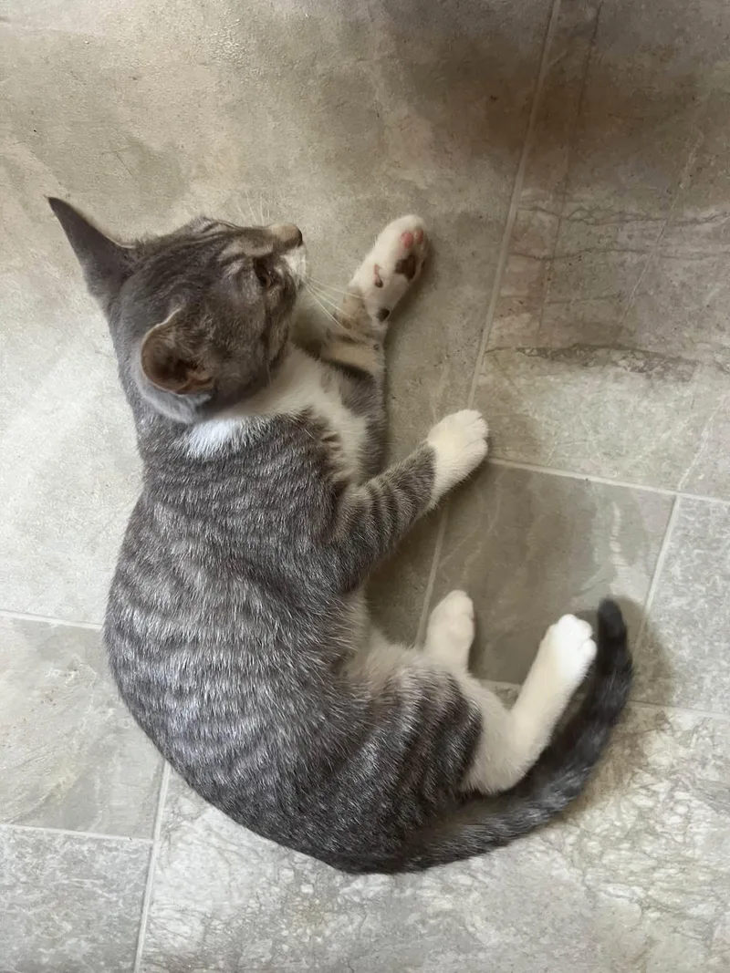 A young small-sized female Tabby cat named Beatrice for adoption in Richmond Dale, OH