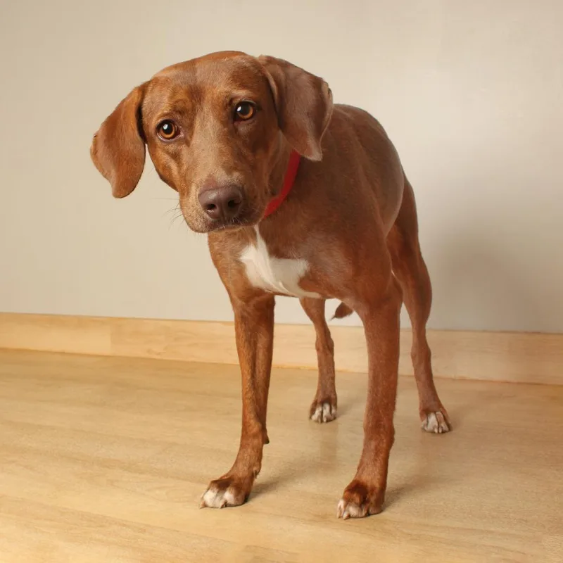 An adult medium-sized female Coonhound dog named Apricot D for adoption in Minnetonka, MN