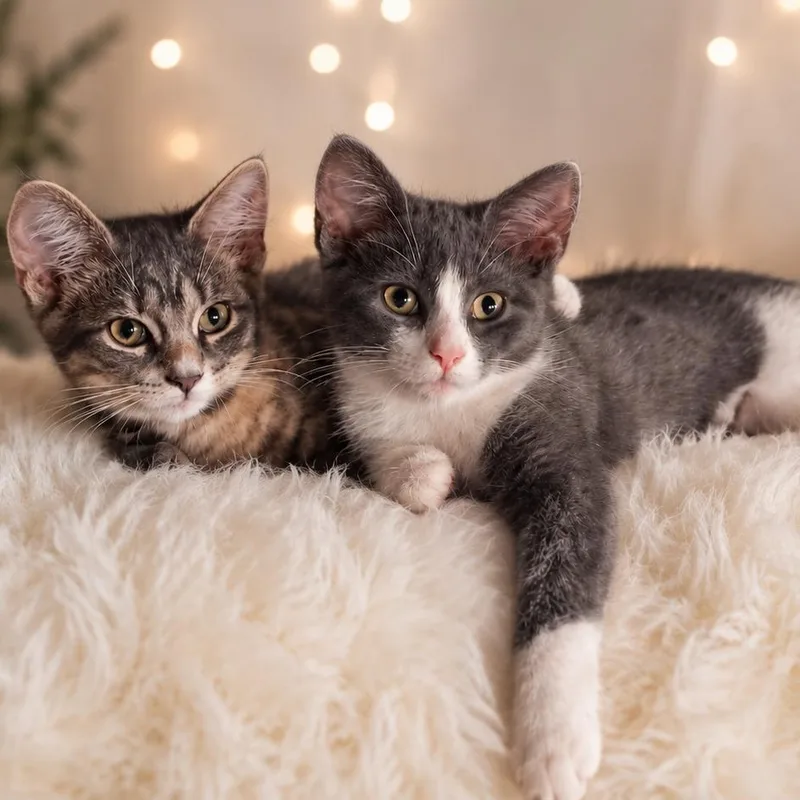 A baby medium-sized female Gray & White Domestic Short Hair cat named Ginny for adoption in DuBois, PA