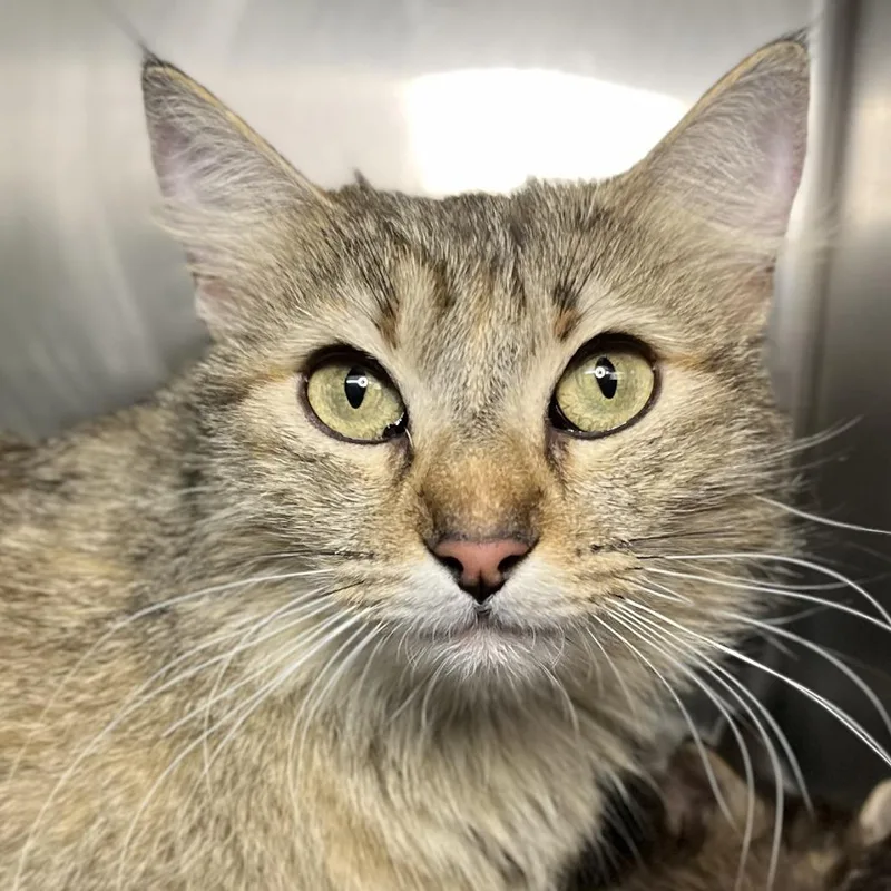 A young medium-sized female Brown / Chocolate Domestic Medium Hair cat named Kiara for adoption in Palm Springs, CA