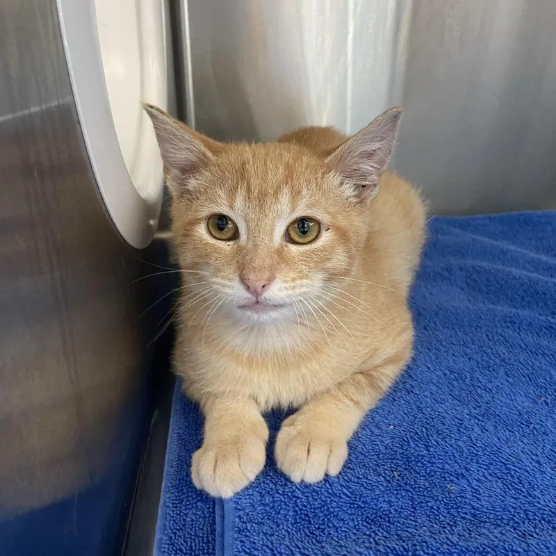 A baby small-sized male Orange / Red Domestic Short Hair cat named Squantch for adoption in Washington Township, OH
